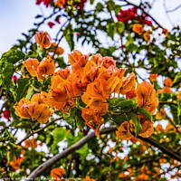Buy canvas prints of Orange Bougainvillea Easter Island Chile by William Perry