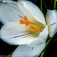 Buy canvas prints of White Yellow Crocus Blossom Blooming Macro Washington by William Perry