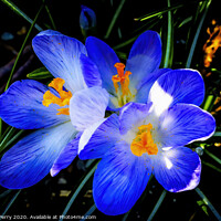 Buy canvas prints of Blue Purple White Crocuses Blossoms Blooming Macro Washington by William Perry