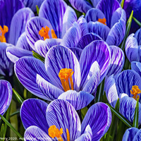 Buy canvas prints of Blue White Purple Crocuses Blossoms Blooming Macro Washington by William Perry