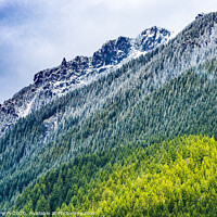 Buy canvas prints of Mount Si Snow Evergreen North Bend Washington by William Perry