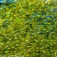 Buy canvas prints of Menhaden Pogy Fish Swarm Padanaram Harbor Dartmouth Massachusetts by William Perry