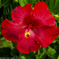 Buy canvas prints of Red Painted Lady Tropical Hibiscus Flower Easter Island Chile by William Perry