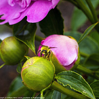 Buy canvas prints of Yellow Bumble Bee Pink Peony Bud by William Perry