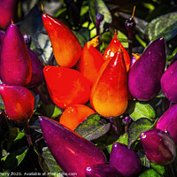 Buy canvas prints of Colorful Orange Purple Peppers Macro by William Perry