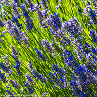 Buy canvas prints of Purple Lavendar Blossoms Blooming Macro Washington  by William Perry