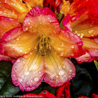Buy canvas prints of Pink Orange Peach Rhododendron Blooming Macro by William Perry