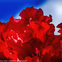 Buy canvas prints of Red Rhododendron Blooming Macro by William Perry
