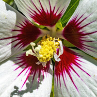Buy canvas prints of White Rose of Sharon Flower by William Perry
