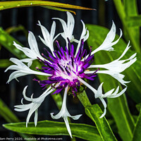 Buy canvas prints of Purple White Centaurea Aster Blooming Macro by William Perry