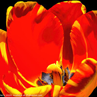 Buy canvas prints of Red Yellow Banja Luka Tulip Blooming Macro by William Perry