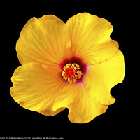 Buy canvas prints of Golden Yellow Burgundy Tropical Hibiscus Flower Easter Island Chile by William Perry