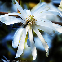 Buy canvas prints of White Star Magnolia Blooming Macro Washington  by William Perry
