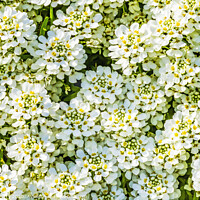 Buy canvas prints of White Yarrow Flowers Shrub Blooming Macro by William Perry