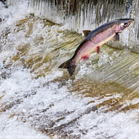 Buy canvas prints of Chinook Coho Salmon Jumping Issaquah Hatchery Washington State by William Perry