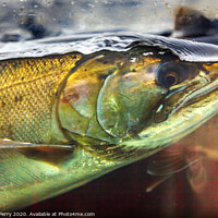 Buy canvas prints of Chinook Coho Salmon Close Up Issaquah Hatchery Washington State by William Perry