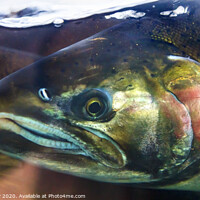 Buy canvas prints of Chinook Coho Salmon Close Up Issaquah Hatchery Washington State by William Perry
