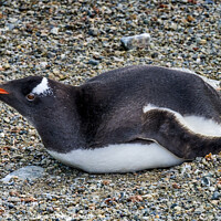 Buy canvas prints of Gentoo Penguin Damoy Point Antarctica by William Perry