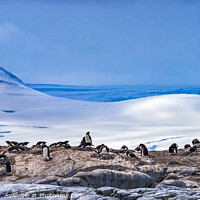 Buy canvas prints of Gentoo Penguins Rookery Snow Mountains Damoy Point Antarctica by William Perry