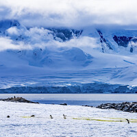 Buy canvas prints of Gentoo Penguins Snow Highway Rookery Damoy Point Antarctica by William Perry