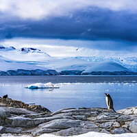 Buy canvas prints of Snow Mountains Bay Gentoo Penguins Rookery Damoy Point Antarctic by William Perry