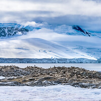 Buy canvas prints of Gentoo Penguins Rookery Damoy Point Antarctica by William Perry
