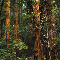 Buy canvas prints of Giant Redwood Trees Tower Over Hikers Muir Woods San Francisco by William Perry