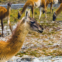 Buy canvas prints of Guanaco Wild Lama Torres del Paine National Park C by William Perry