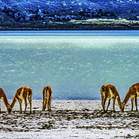 Buy canvas prints of Atacama Salt Flats Wild Guanacos Torres del Paine  by William Perry