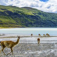 Buy canvas prints of Guanacos Wild Lamas Torres del Paine National Park by William Perry