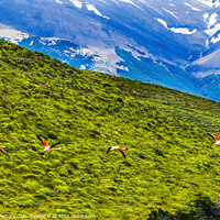 Buy canvas prints of Pink Chilean Flamingos Flying Torres del Paine National Park Chi by William Perry