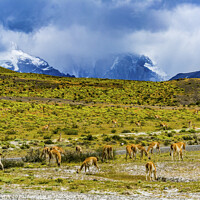 Buy canvas prints of Guanacos Wild Lamas Torres del Paine National Park by William Perry