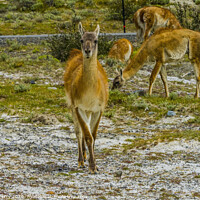 Buy canvas prints of Guanacos Wild Lama Torres del Paine National Park  by William Perry