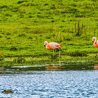 Buy canvas prints of Pink Chilean Flamingos Torres del Paine National Park Chile by William Perry