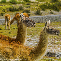 Buy canvas prints of Guanacos Wild Lamas Torres del Paine National Park Chile by William Perry