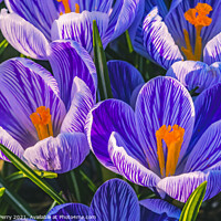 Buy canvas prints of Purple White Crocuses Blossoms Blooming Macro Washington by William Perry
