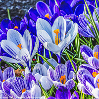Buy canvas prints of Blue Purple White Crocuses Blossom Blooming Macro Washington by William Perry