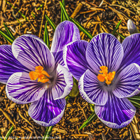 Buy canvas prints of Purple White Crocuses Blossom Blooming Macro Washington by William Perry