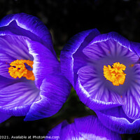 Buy canvas prints of Purple White Crocuses Blossom Blooming Macro Washington by William Perry