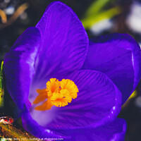 Buy canvas prints of Blue Purple Crocus Blossom Blooming Macro Washington by William Perry