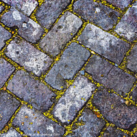 Buy canvas prints of Sidewalk Bricks Garden District New Orleans Louisiana by William Perry