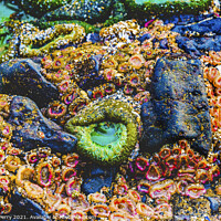 Buy canvas prints of Colorful Anemones Low Tide Pools Canon Beach Oregon by William Perry