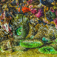 Buy canvas prints of Colorful Green Anemones Low Tide Pools Canon Beach Oregon by William Perry