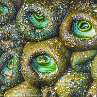 Buy canvas prints of Colorful Green Anemones Low Tide Pools Canon Beach Oregon by William Perry