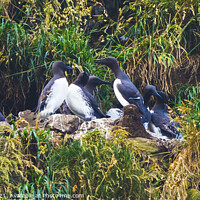 Buy canvas prints of Murres Nests Seabirds Haystack Rock Canon Beach Oregon by William Perry