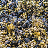 Buy canvas prints of Mussels Barnacles Low Tide Pools Canon Beach Oregon by William Perry