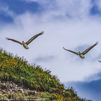 Buy canvas prints of Brown Pelicans Flying Murre Nests Seabirds Haystack Rock Canon B by William Perry
