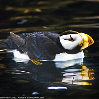 Buy canvas prints of Horned Puffin Reflection Alaska by William Perry