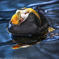 Buy canvas prints of Tufted Puffin Swimming and Resting Alaska by William Perry
