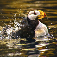 Buy canvas prints of Horned Puffin Spashing with Reflections Alaska by William Perry